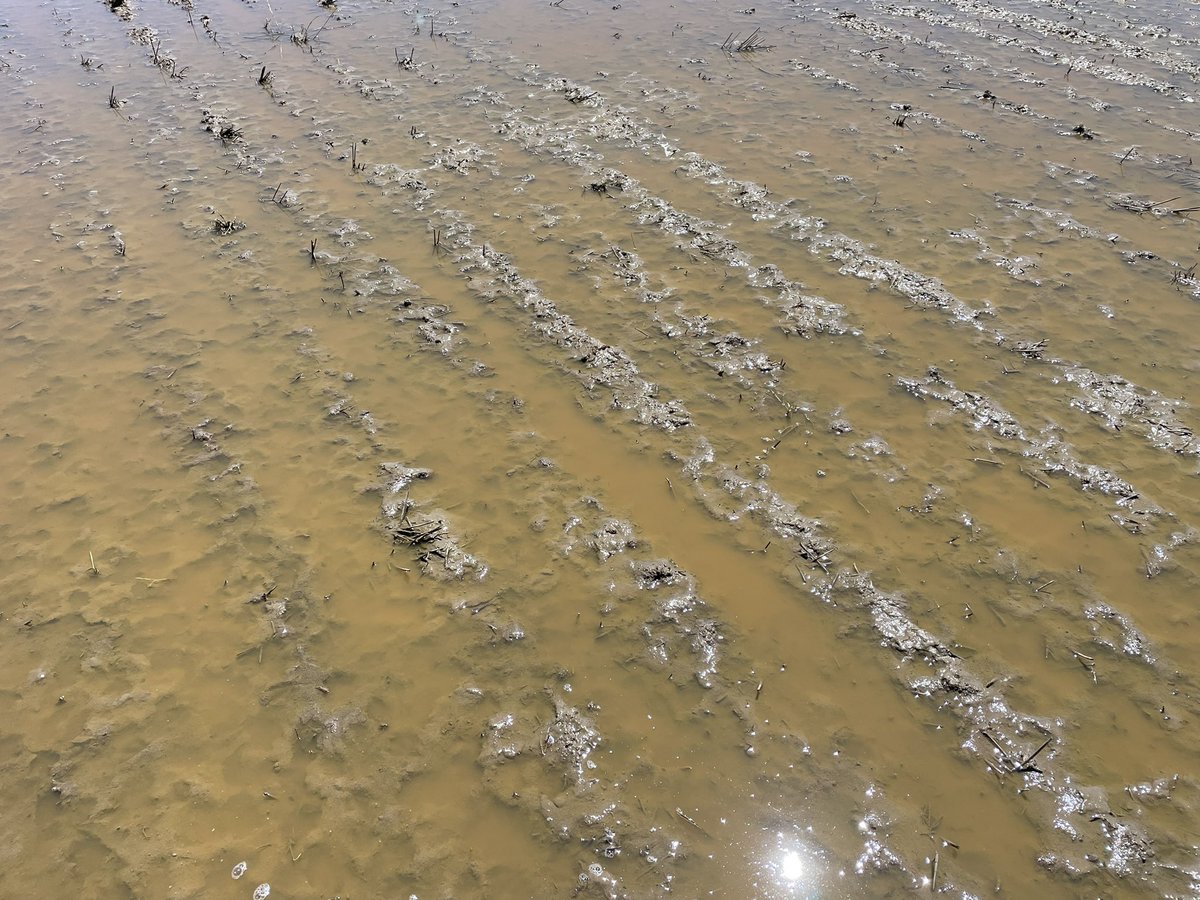 Pat Conlan tweet media