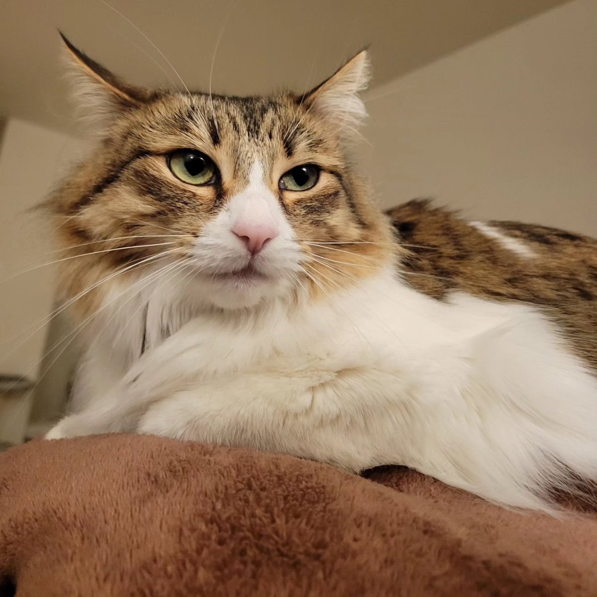 BlueVorisJames's tweet photo. My adorable little cutie 🥰🥰
#CatsofTwittter #cutie #adorablecats #cats #cat #calico #고양이 https://t.co/yzVZxvsTMg