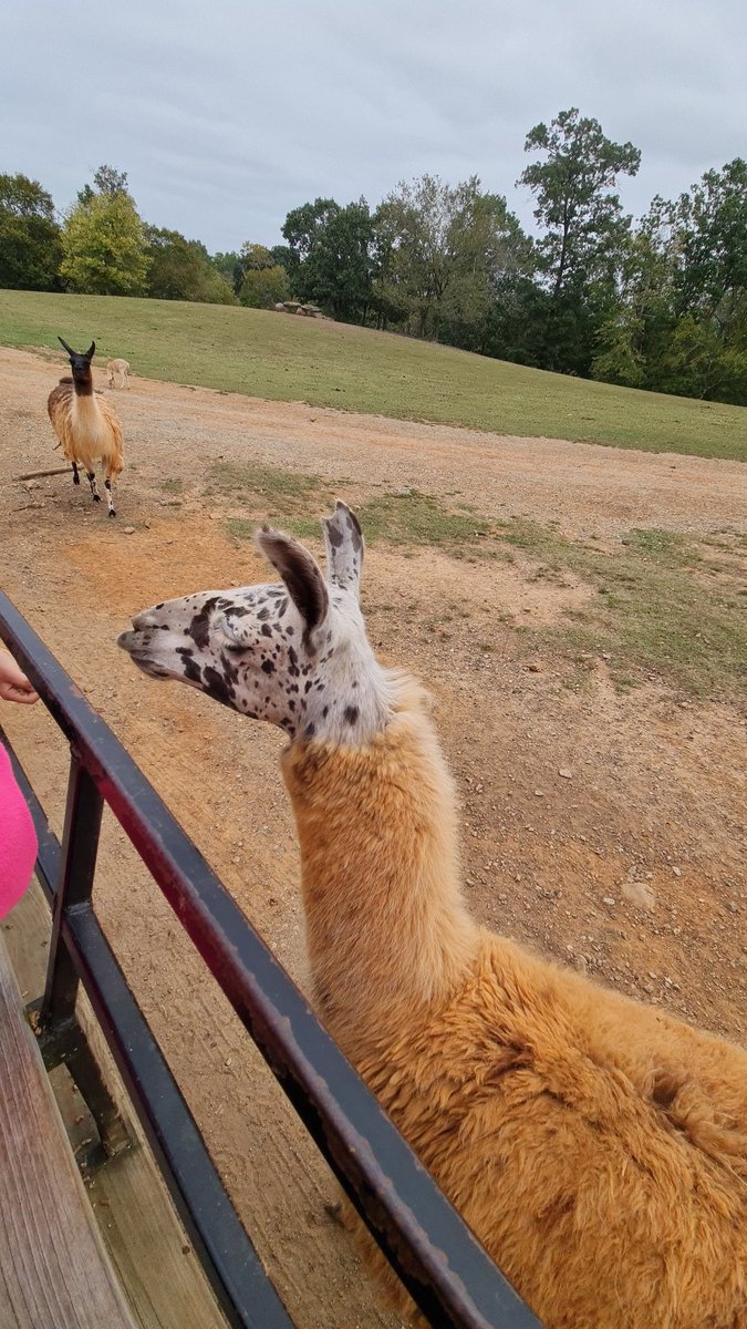 Arlingmartinez2's tweet photo. Had the time of our lives at Lazy 5 Farm in Mooresville, NC!!! This was a fun way for my girls to learn! It is a MUST if you are visiting NC! 
@ParticipateLrng https://t.co/zzyNDRBZa7