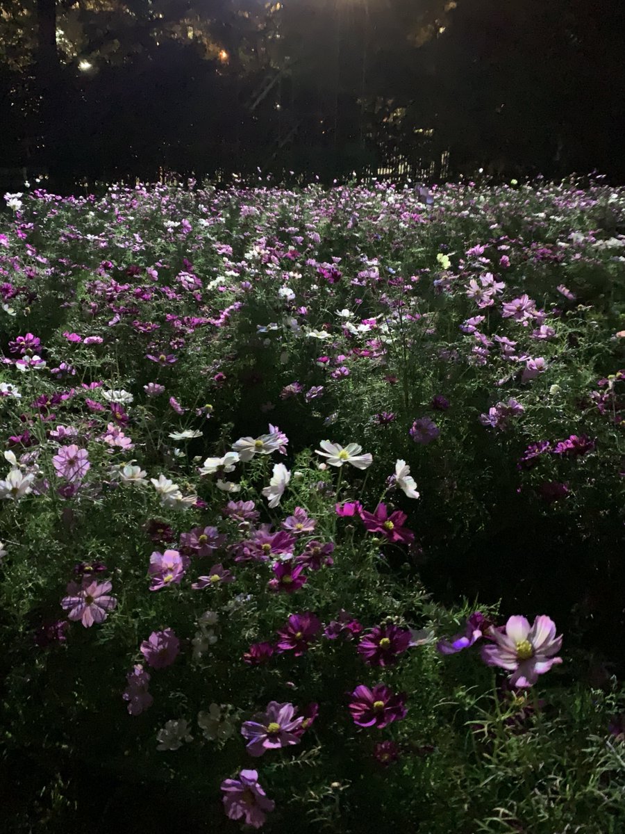 Osaka_Tabilog's tweet photo. ＼期間限定／
「#チームラボボタニカルガーデン大阪」開催中✨

#コスモス が光り輝く作品を #秋・冬限定作品 で公開🌼
闇の中で輝くコスモスに包まれながら、
美しい音色を是非ご体感ください😊

🗓️11/3(金)～11/25(土)
🕧18:00～21:30 ※最終入場は20:30
📍長居植物園

🔗https://t.co/XxGTEAzFdv https://t.co/kVCT47iW8y