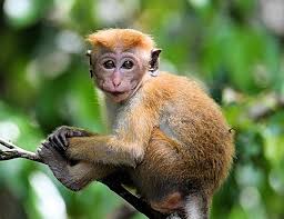 BillyRayCockus's tweet image. Tell your mom she can toque macaque.