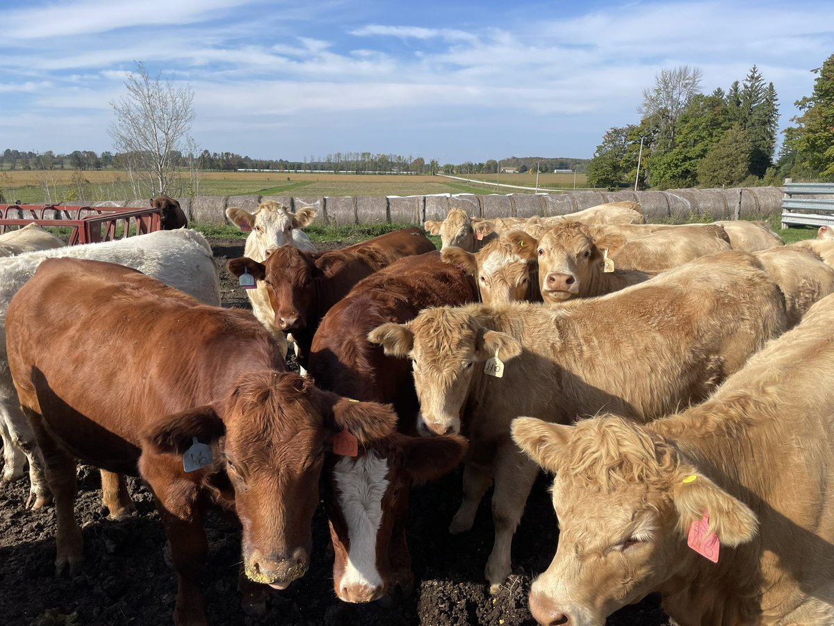 Great line up of Bred Hfrs and Cows at Keady Livestock Friday Nov 24th at 5 pm keadylivestock.com/auction/specia…
