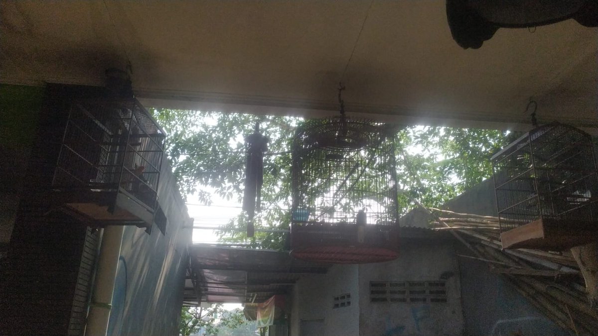 diickoy's tweet photo. Kegiatan pagi
Bangun
Mandiin burung
Gantang burung
Siangan dikit tidur

Pantesan pada betah nganggur njir https://t.co/FfQTTwYkbU