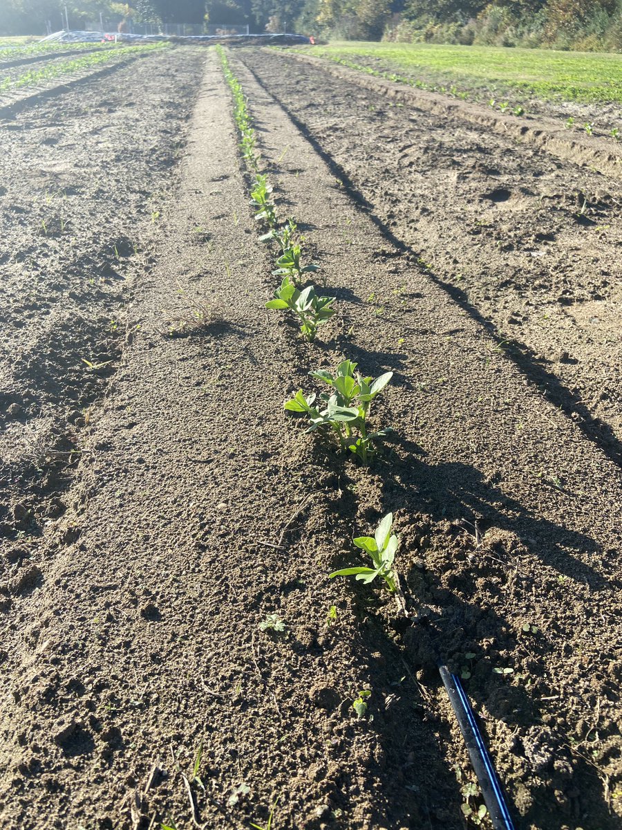 Growing #fababeans as a potential rotation crop in Virginia