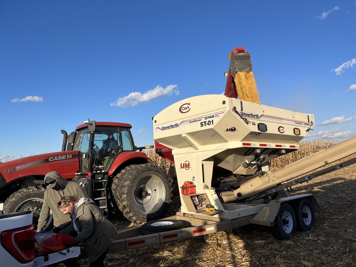 Rumour has it <a href="/robinson_melody/">Melody Robinson</a> always comes out for the best yielding plots! Niagara corn still coming in strong #ReachFor300🌽 #ontag