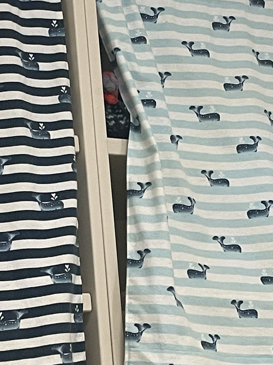 Mr. Gobbles has made his annual appearance! We love that he chose our classroom to hide in so he will not become someone’s Thanksgiving meal! I wonder where he’ll choose to hide tomorrow!! 🦃 <a href="/CarpElem/">Carpenter Elementary</a>