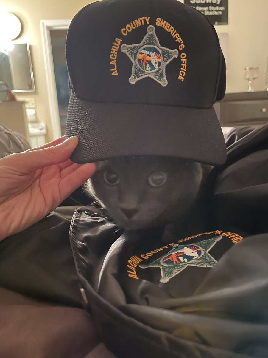 Soho is ready to purrtect and serve ⭐️💚🚔 #MondayMoments #catlife #CatMom #catmodel #furmom #alachuacounty #sheriff #sheriffsoffice #protectandserve #InGodWeTrust #lawenforcement #publicservice 🐱🐾