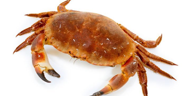 carrlpapa's tweet photo. @wonlyluvv crabs https://t.co/kq8dxuW8oL