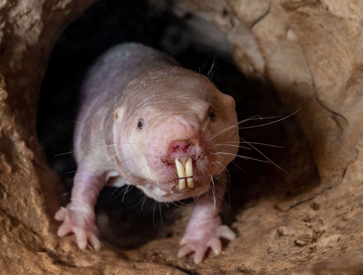 My favorite is that in every colony of naked mole rats there are a couple individuals whose job is just to grow as large and fat as possible. During the rainy season, they will plug the tunnel entrances with their fat little behinds and save the colony from drowning.