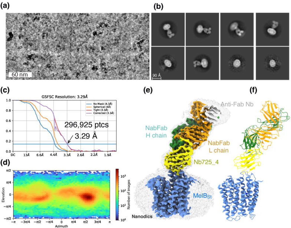Mimicking the regulatory state of a major facilitator superfamily sugar transporter | eLife

doi.org/10.7554/eLife.… 

#CryoEM #MFStransporter #MembraneProteins