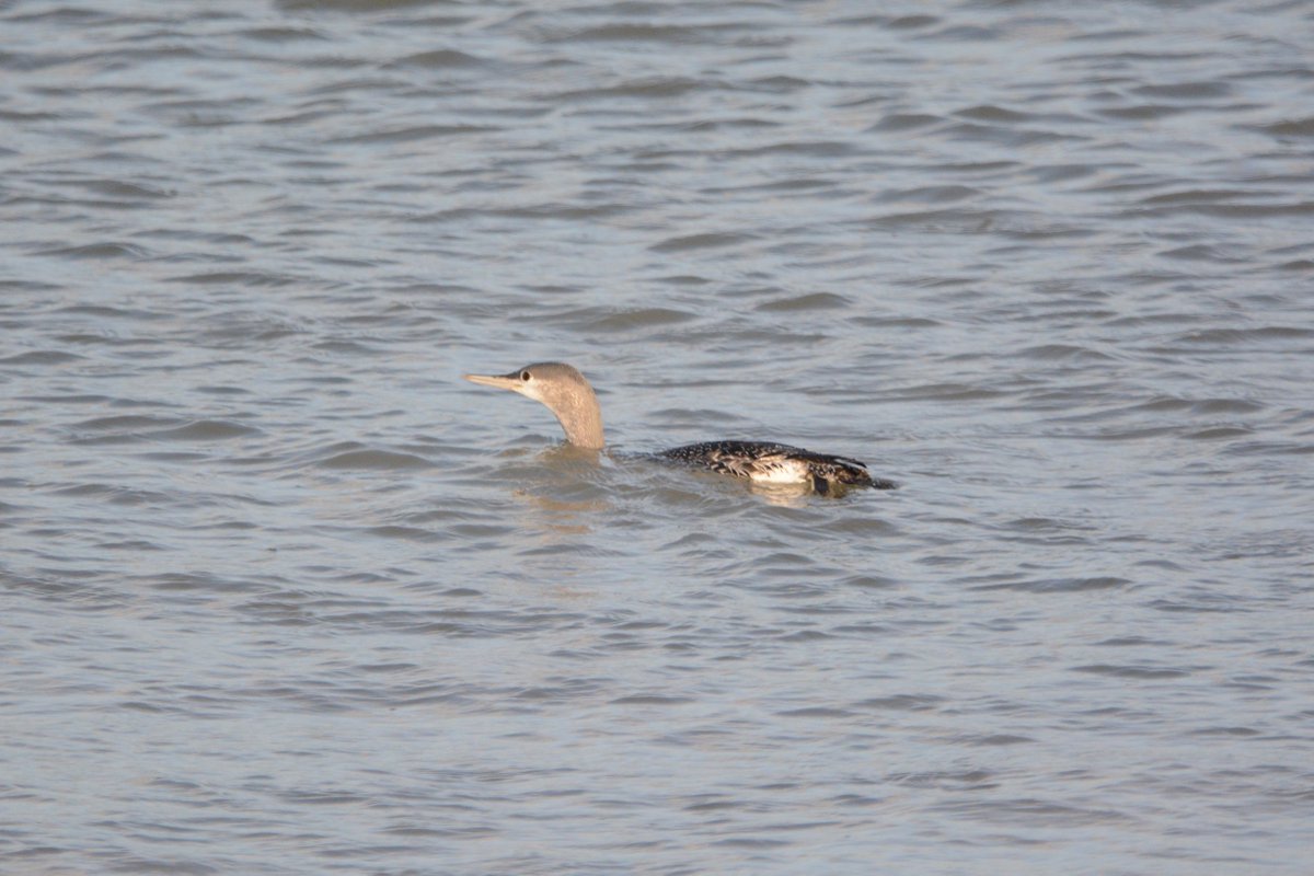 PeterBlanche23's tweet photo. An Arctic Skua, a Red Throated Diver and Gannets off Sandwich Bay today. https://t.co/rMAhGqKptr