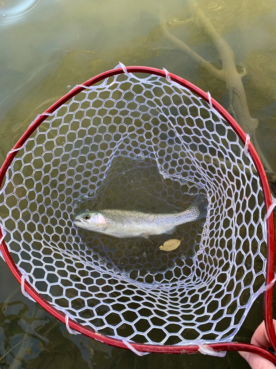 TRFisherwoman's tweet photo. Hanging out 🐟
.
.
.
#troutporn #troutcandy #troutcatcher #fishingnet #fishinwater #catchingfish #troutfishing https://t.co/L1qtObYjEE