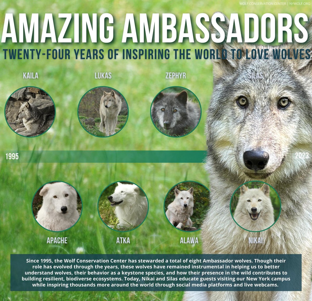 nywolforg's tweet photo. Since 1995, the WCC has stewarded a total of 8 Ambassador wolves. Though their role has evolved, these wolves have remained instrumental in helping us better understand wolves, their behavior, + how their presence contributes to building resilient, biodiverse ecosystems 🐺 https://t.co/4M1wkLY00e