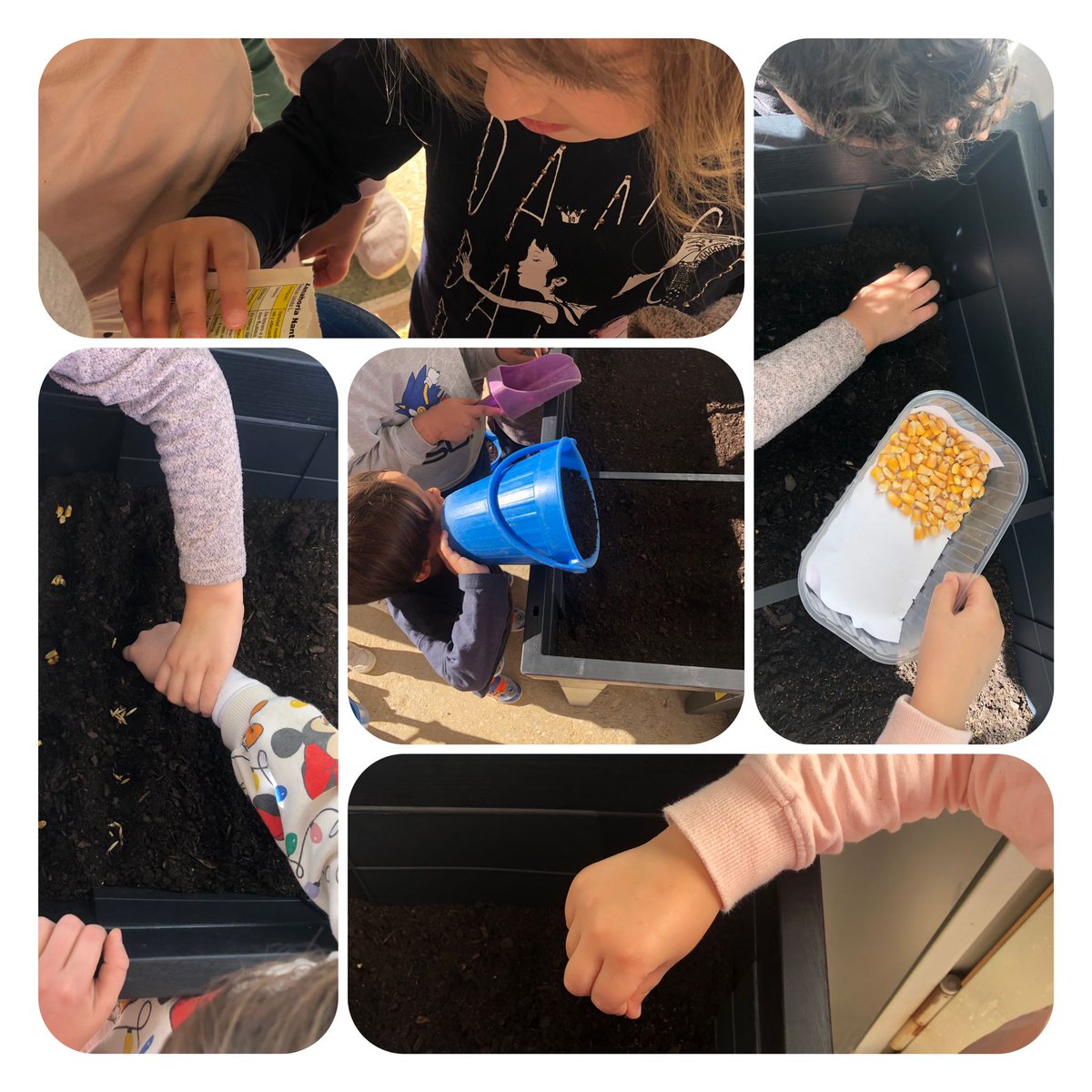 “A la comunitat dels menuts ja tenim a punt el mini hivernacle. Entre tots hem muntat l’hivernacle, hem afegit terra i hem sembrat carlotes, panís, llegumet i civada. 
Què passarà?
Ja us direm d’aquí unes setmanes”