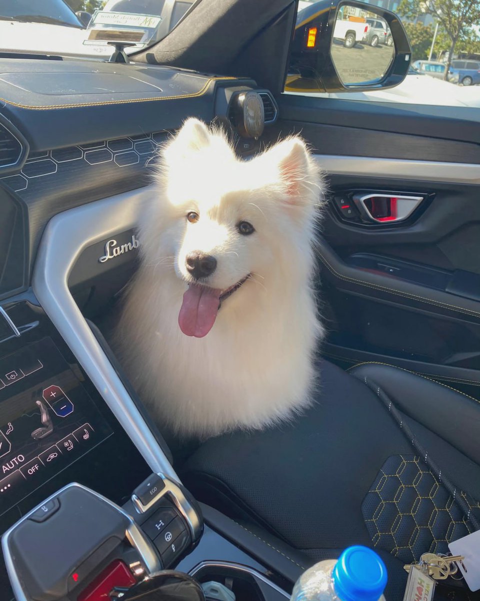 If the weather is nice, I'll take you out for a walk, haha