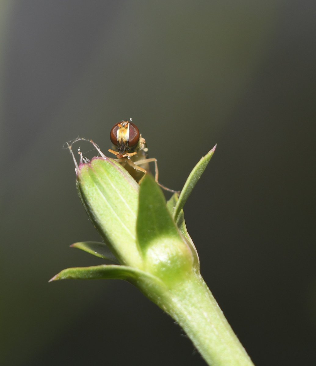 Gabyfleu's tweet photo. Macro photo #bee #flower #rain #nature https://t.co/DTXKSz1qFo
