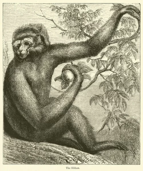 A 19th Century engraving of "The Gibbon"
