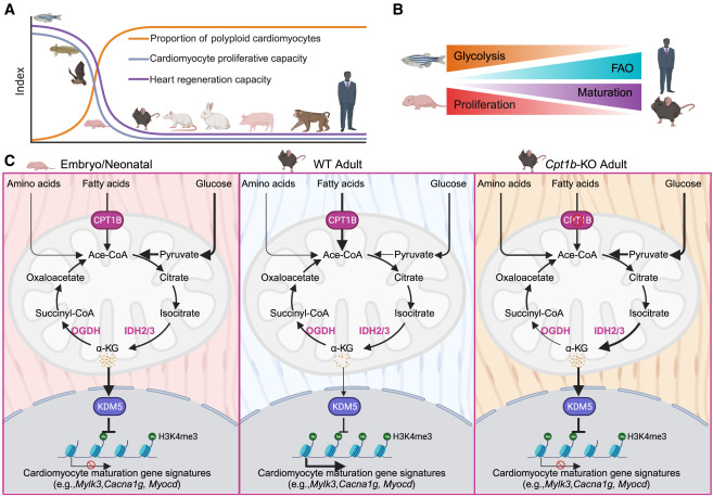 Regenerating the heart by metabolically reprogramming the cardiomyocyte epigenome dlvr.it/SynXzw
