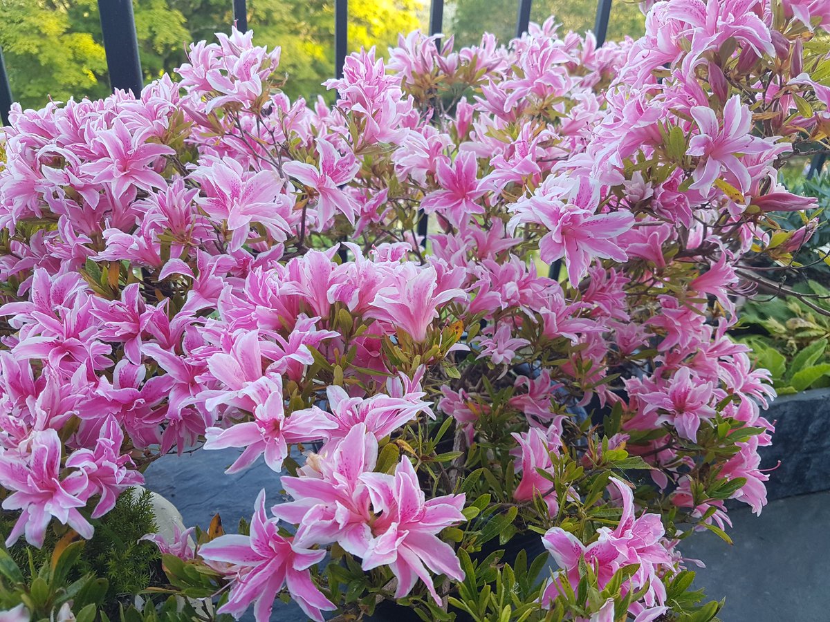 Little azalea flowering its heart out on my balcony this summer #GardensHour