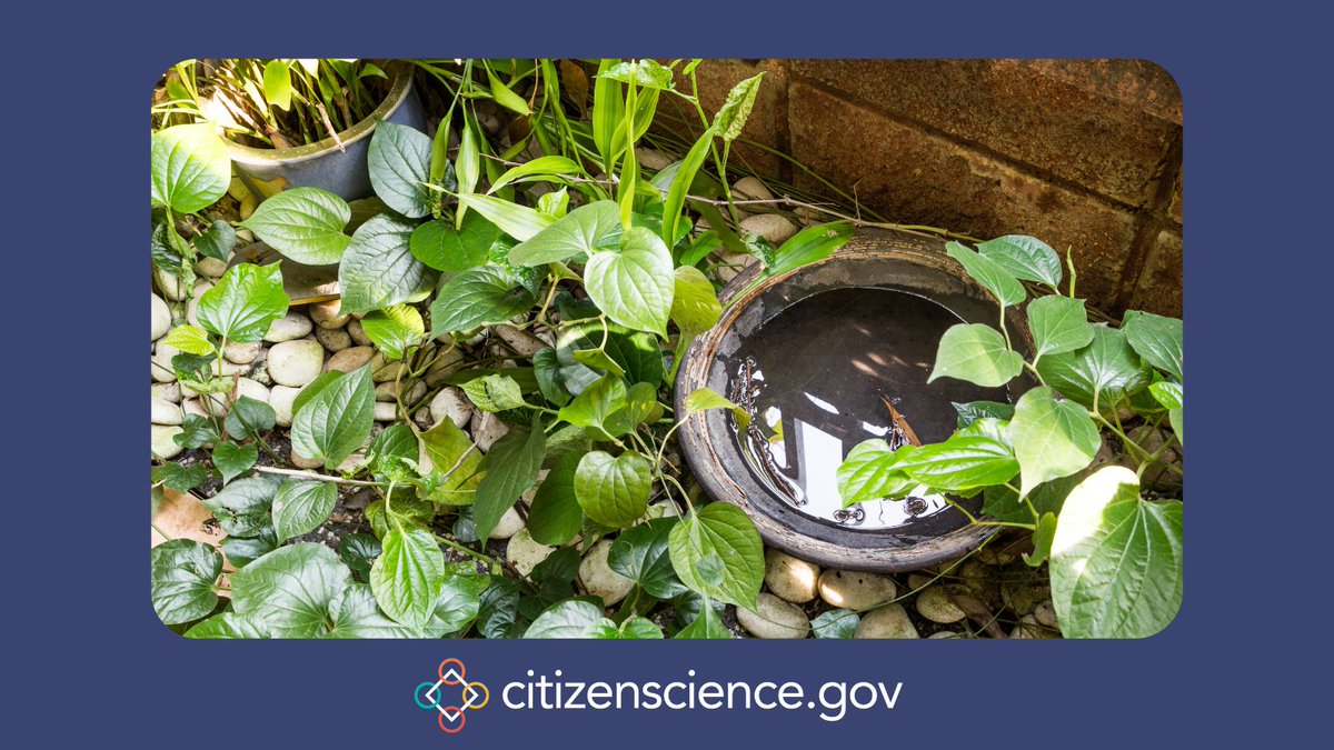 CitizenScience.Gov (@fedcitsci) on Twitter photo #TeacherTwitter: need #Science lesson plans? The Invasive Mosquito Project from <a href="/USDA/">Dept. of Agriculture</a> provides resources with hands-on #CitizenScience activities to collect real data and contribute to a national #Mosquito species distribution study. #PublicHealth ow.ly/jp7950Q73cg #TeacherTwitter: need #Science lesson plans? The Invasive Mosquito Project from <a href="/USDA/">Dept. of Agriculture</a> provides resources with hands-on #CitizenScience activities to collect real data and contribute to a national #Mosquito species distribution study. #PublicHealth ow.ly/jp7950Q73cg