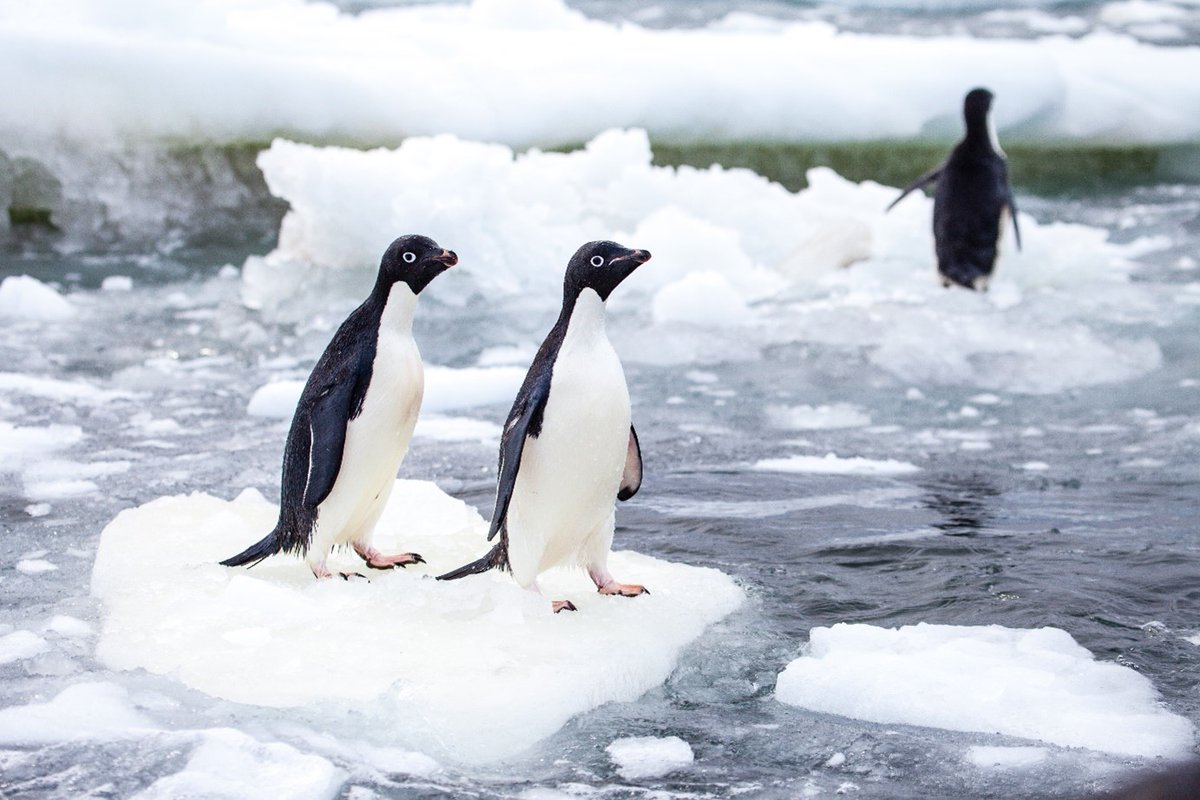 Adélie penguin populations need breeding habitat to thrive in the Antarctic Ross Sea, but a study points out an underappreciated bottleneck for adult survival of the charismatic birds: sufficient sea ice upon which to safely rest during an annual molt. ow.ly/Srkn50Q6Z3K