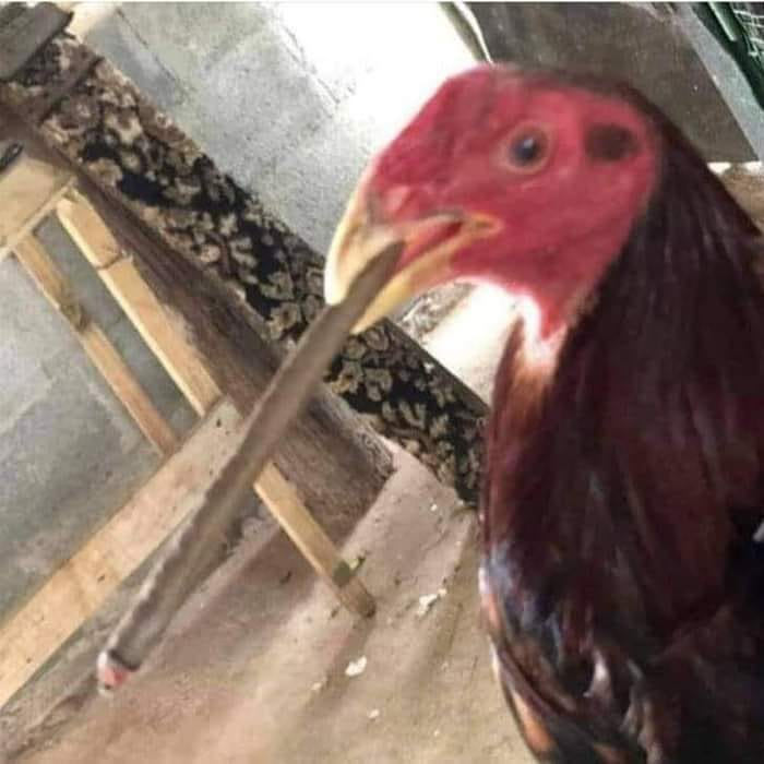 Eu ia fritar mais virou meu parça