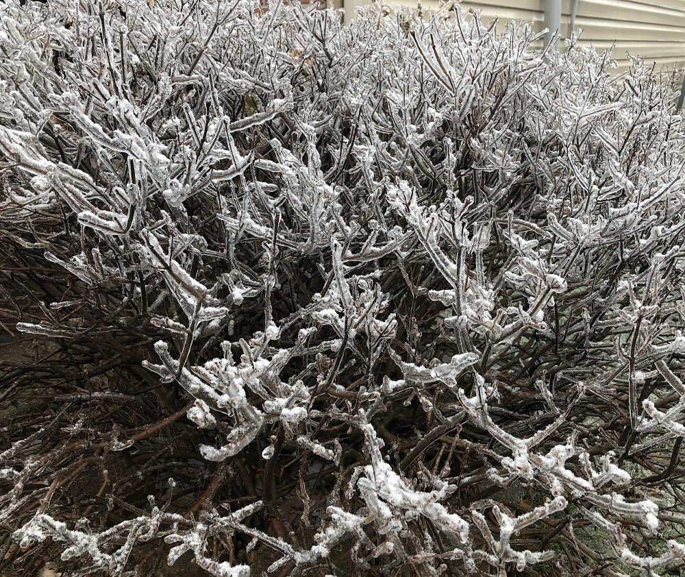 5 years ago this week (Nov 15, 2018) an ice storm impacted central #inwx  weather.gov/ind/nov152018i…