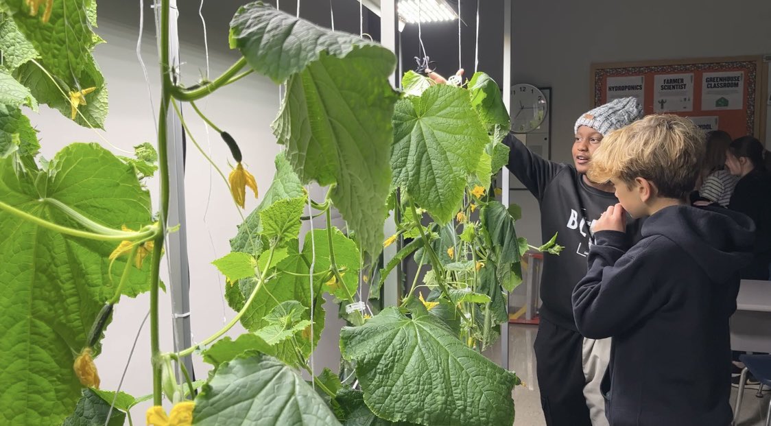 7B STEAM/Sustainability club at work harvesting fall veggies in our #schoolgarden and maintaining our #hydroponics systems #ecoengineers #farmerscientists #studentleaders #radishesfordays @DanielleDenmead