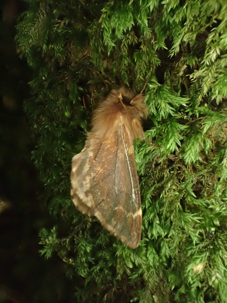 Our annual trip for Plumed Prominent was a success, including our first ever female