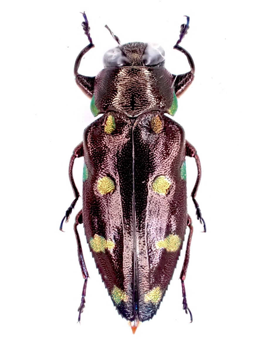 Buprestidae Chrysobothris sp.
ベトナムのムツボシタマムシ
非常に綺麗で良きタマムシ
何種類くらいいるのだろうか…