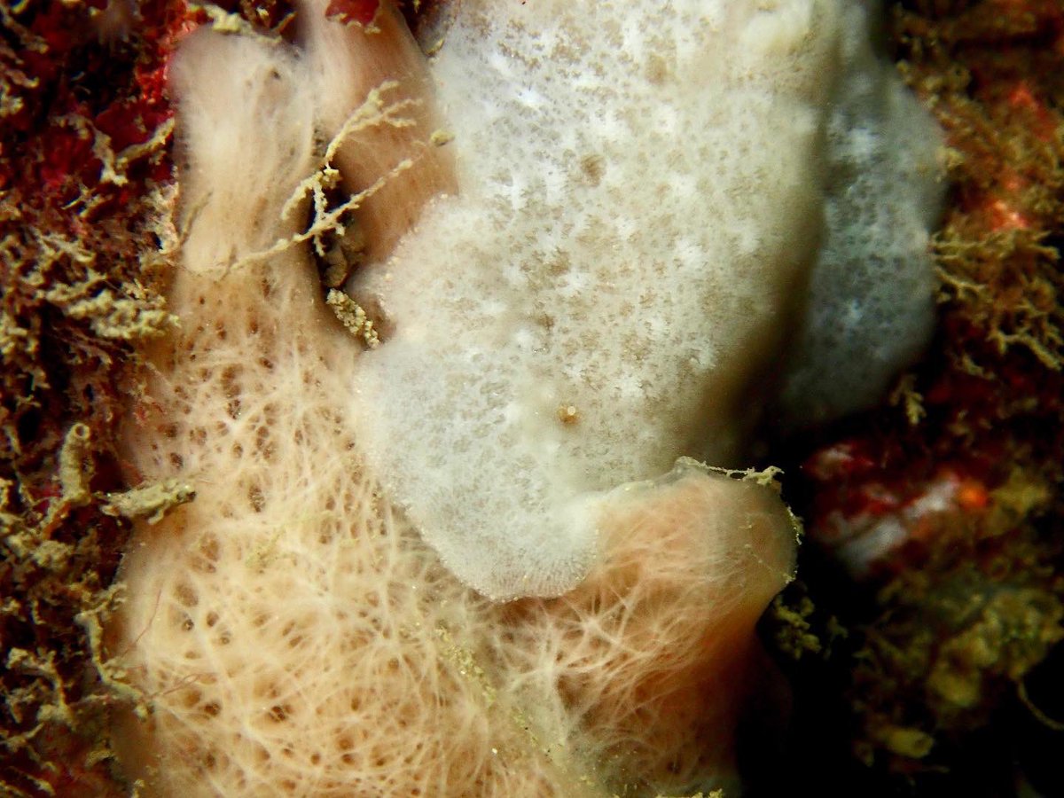 Some beautiful Jorunna nudibranchs for  #molluscmonday #molluskmonday