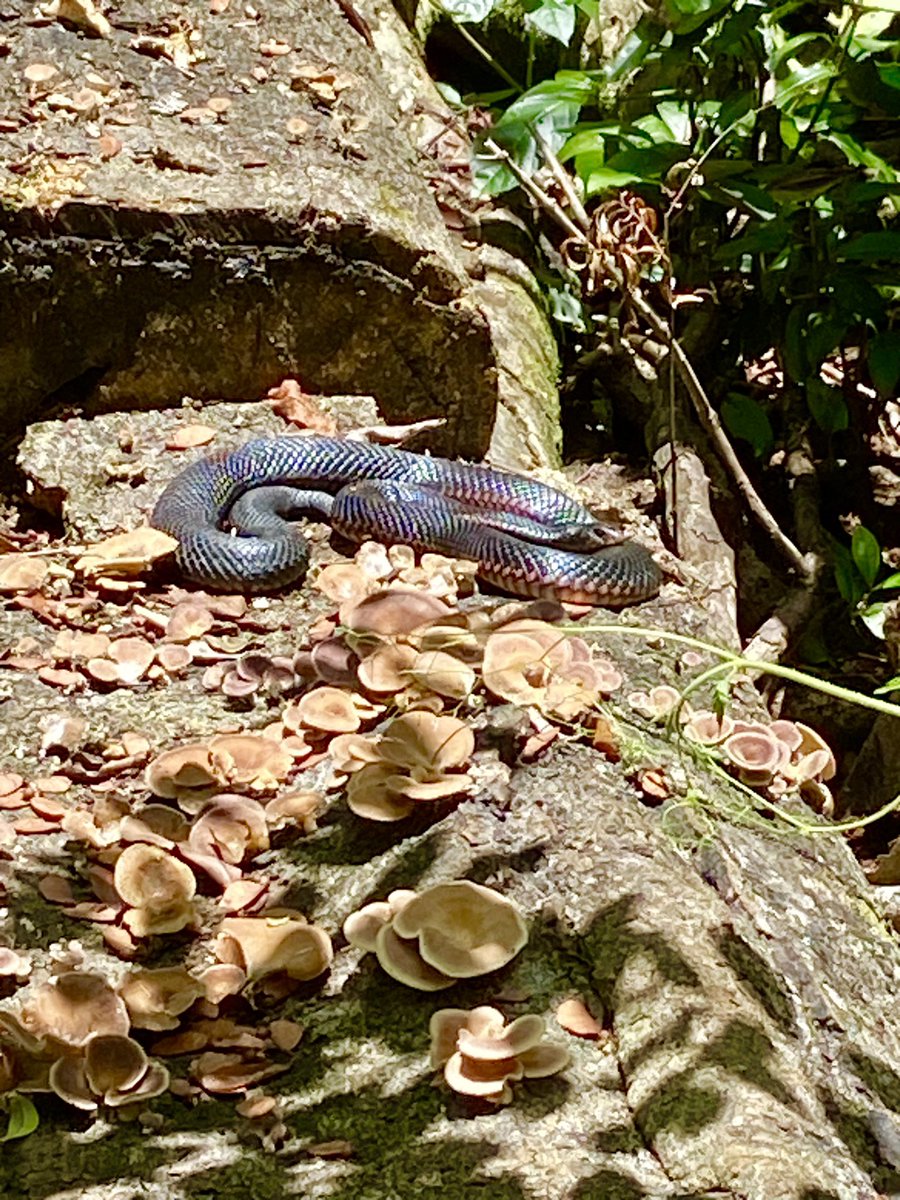 Beautiful but deadly a Red bellied Black snake in the Rainforest near Maleney QLD