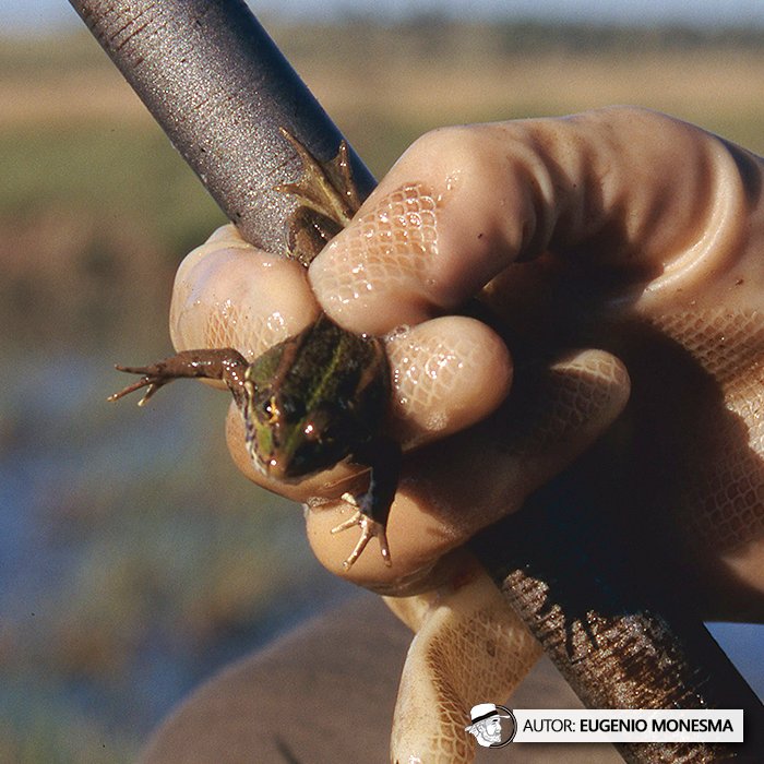 EugenioMonesma's tweet photo. 🐸🐸 ¿Conoces el oficio de #RANERO? Sí, has leído bien, era el encargado de la #pesca de #ranas con tan solo una caña y una media roja.

En 2004 conocí esta curiosa labor y también su uso culinario: #ancas de rana en salsa.

📽️ Documental COMPLETO (9'): https://t.co/tfgtdgFXNT https://t.co/pOHZq0iErC