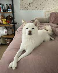 gigi3964's tweet photo. pls contact @Valkyrae if you see this male white shiba
#findMika #LostDogsLA #LosAngles his name is Mika https://t.co/vqOZ3zHfJ9