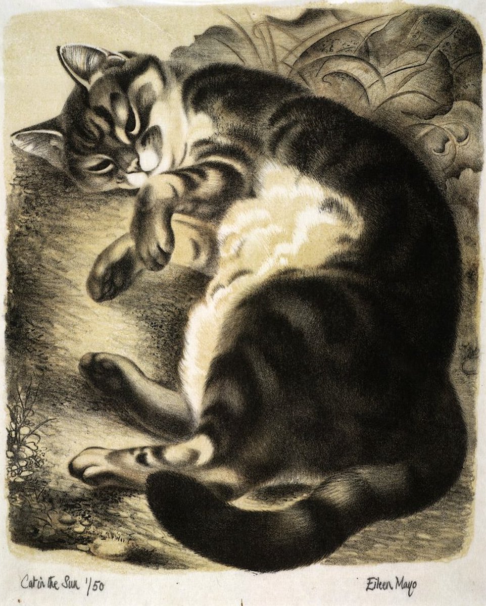 Cat in the Sun. Ca. 1950. collections.tepapa.govt.nz/object/40452