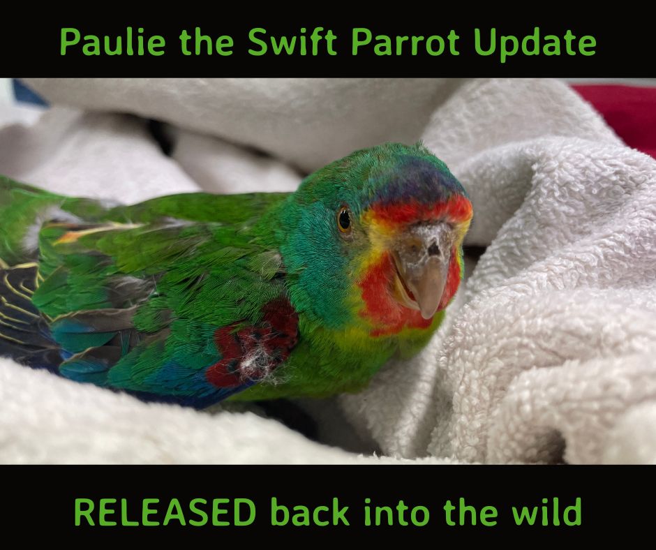 Bonorong Wildlife Sanctuary tweet media