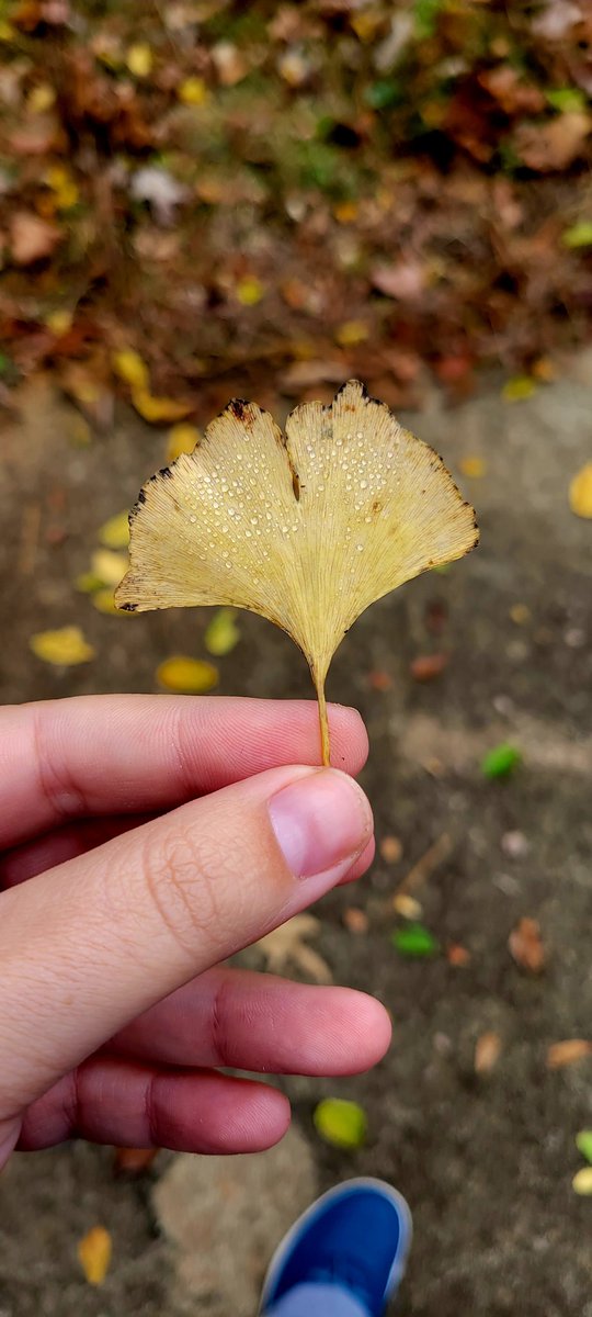Casey Atkins 🏞🌉💙 tweet media