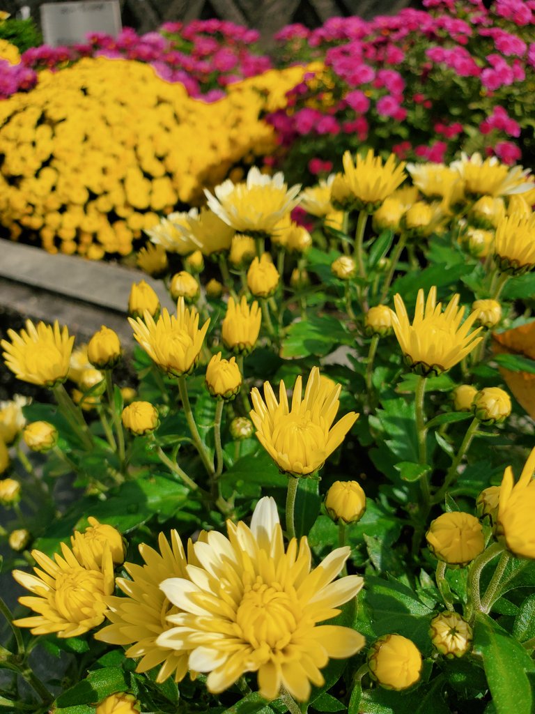 LOVE310338's tweet photo. おっはよぅございます
　　(⚘ᴗ͈ˬᴗ͈)).¸¸♬•*¨*•.♫♬*🎶

小学校🏫の花壇に
小学生の子たちが育てた
色とりどりの　#菊の花　が
元気よく咲いてました🤗✨

パワーもらいました～🎵

今日も
イイ１日を～🍀✨ https://t.co/ppAMADuS3y