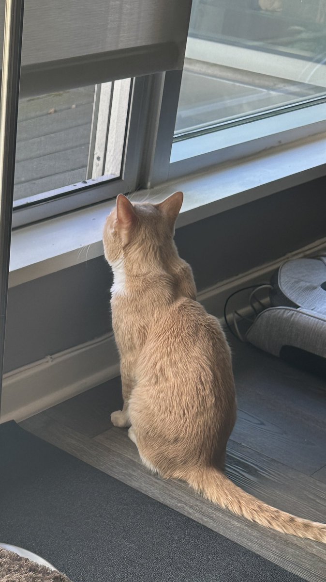 Little man wanted to go outside. On 9th floor, caught him opening the screen door. #diligent #powercat
