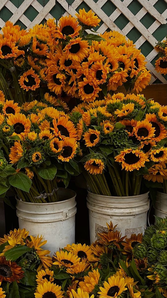 sunflowerchives's tweet photo. favorite sunflowers https://t.co/ainbutuLLY