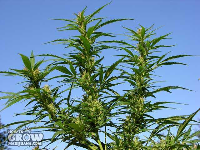 🌱 Growing Tips 🌱
Sativa can reach over ten feet in height, with a classic Christmas tree shape. Its size makes it a challenge for novice growers. An outdoor grow may be the best option if you can find the right strain for your climate.

#GrowMarijuana #CannabisCommunity