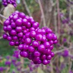 Photo by Pineview Plants (@ColinMoat1)