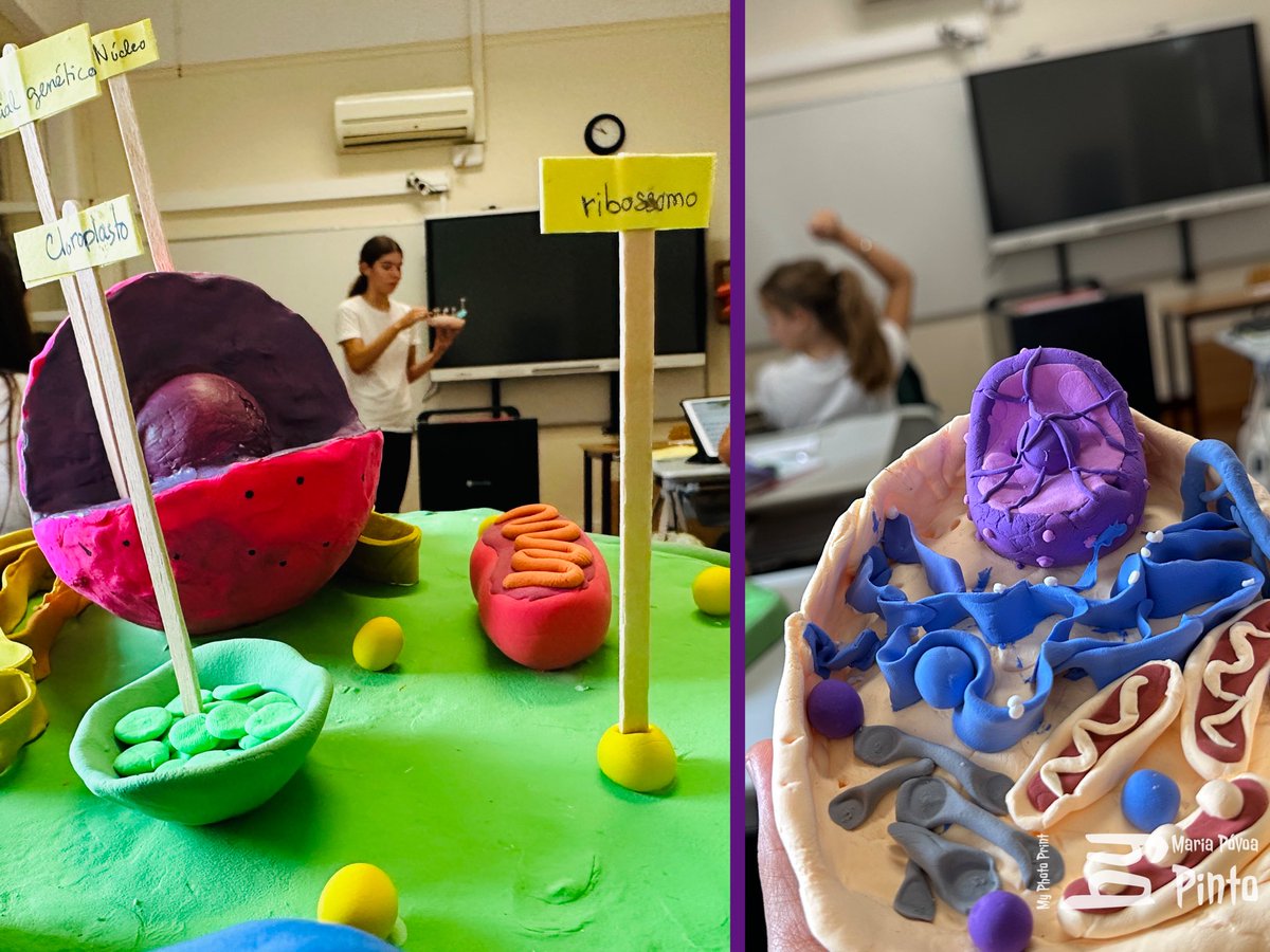 Cell presentations today from 8° ano students. Amazing work. 
To be continued… tomorrow!

#StJuliansLisbon #TheJoyOfLearning #BilingualCurriculum