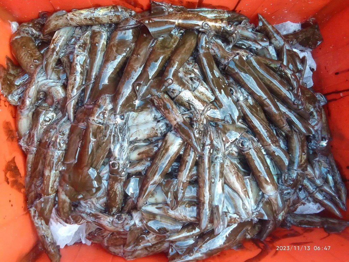EtangoSandra's tweet photo. Selasa(13/11), Sandra Etango, Luhkan Kab. Boalemo, di Pelaku Utama (Jailan Kupalang) Ds.Tapadaa, melaporkan tangkapan cumi, dengan alat tangkap cumi, 12-13/11/23 sebanyak 55kg, harga jual 20.000/kg
#GiatLuhkanSatminkalBitung
#LuhkanBoalemo
#Tangkap https://t.co/wQq8KjjHzn