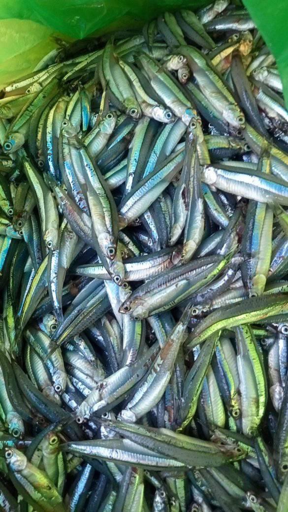 EtangoSandra's tweet photo. Selasa(14/11), Sandra Etango, Luhkan Kab. Boalemo, di Pelaku Utama (Isma Albakir) Ds. Tapadaa, melaporkan pemasaran ikan keliling, 11/11/23 sebanyak 50kg, harga jual 20.000/kg
#GiatLuhkanSatminkalBitung
#LuhkanBoalemo
#pemasaranikan https://t.co/idaAyDNsxc