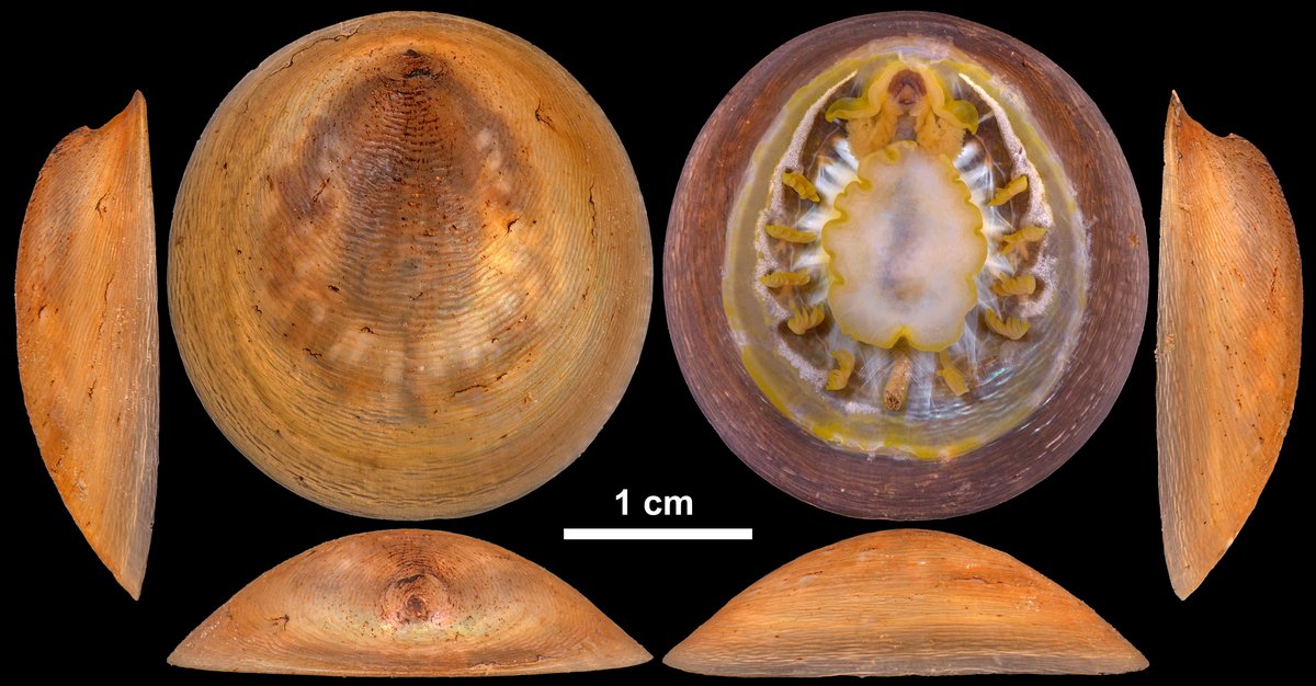 C. Chen @ Jamsteeeec on X