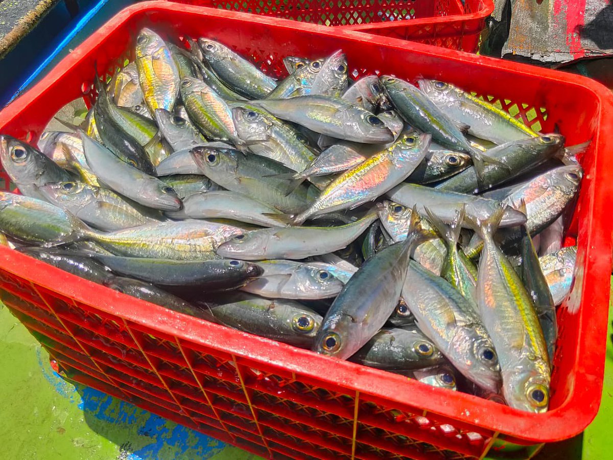EtangoSandra's tweet photo. Selasa(14/11), Sandra Etango, Luhkan Kab. Boalemo, di Pelaku Utama (Rusdin Arsyad) Ds.Tapadaa, melaporkan tangkapan ikan selar, dengan alat tangkap Bagan, 10-11/11/23 sebanyak 150Kg, harga jual 10.000/kg
#GiatLuhkanSatminkalBitung
#LuhkanBoalemo
#Tangkap https://t.co/BvDbr6pygY