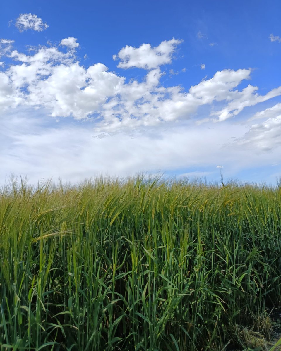 CebadaCervecera's tweet photo. 👉 Ya está todo listo para recibirlos mañana en #Orense en la 5ta Jornada de #Cebada 🌾

👍 Más información ➡️ https://t.co/5EKg4mCjk9 ✅ https://t.co/marwzegIEJ