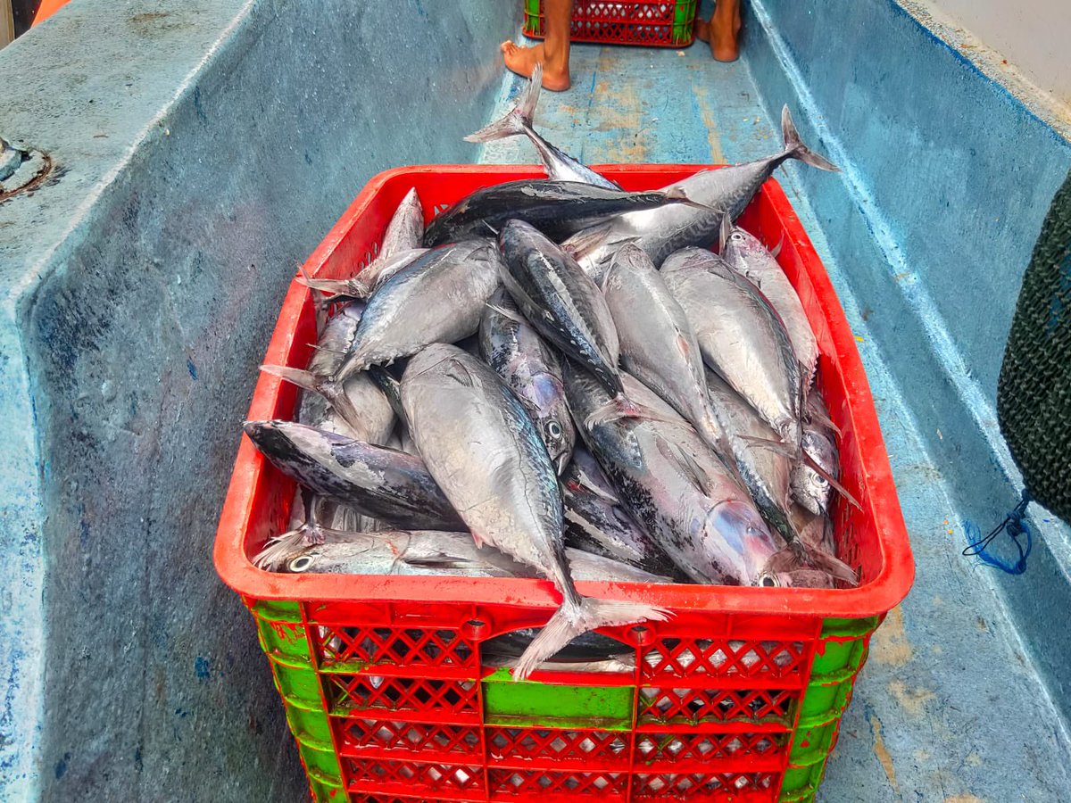 EtangoSandra's tweet photo. Selasa(14/11), Sandra Etango, Luhkan Kab. Boalemo, di Pelaku Utama (Yerdan Hilala) Ds.Tapadaa, melaporkan tangkapan Ikan tongkol, dengan alat tangkap pancing, 10-11/11/23 sebanyak 110kg, harga jual 30.000-35.000/ekor
#GiatLuhkanSatminkalBitung
#LuhkanBoalemo
#Tangkap https://t.co/5BKh47WOlv