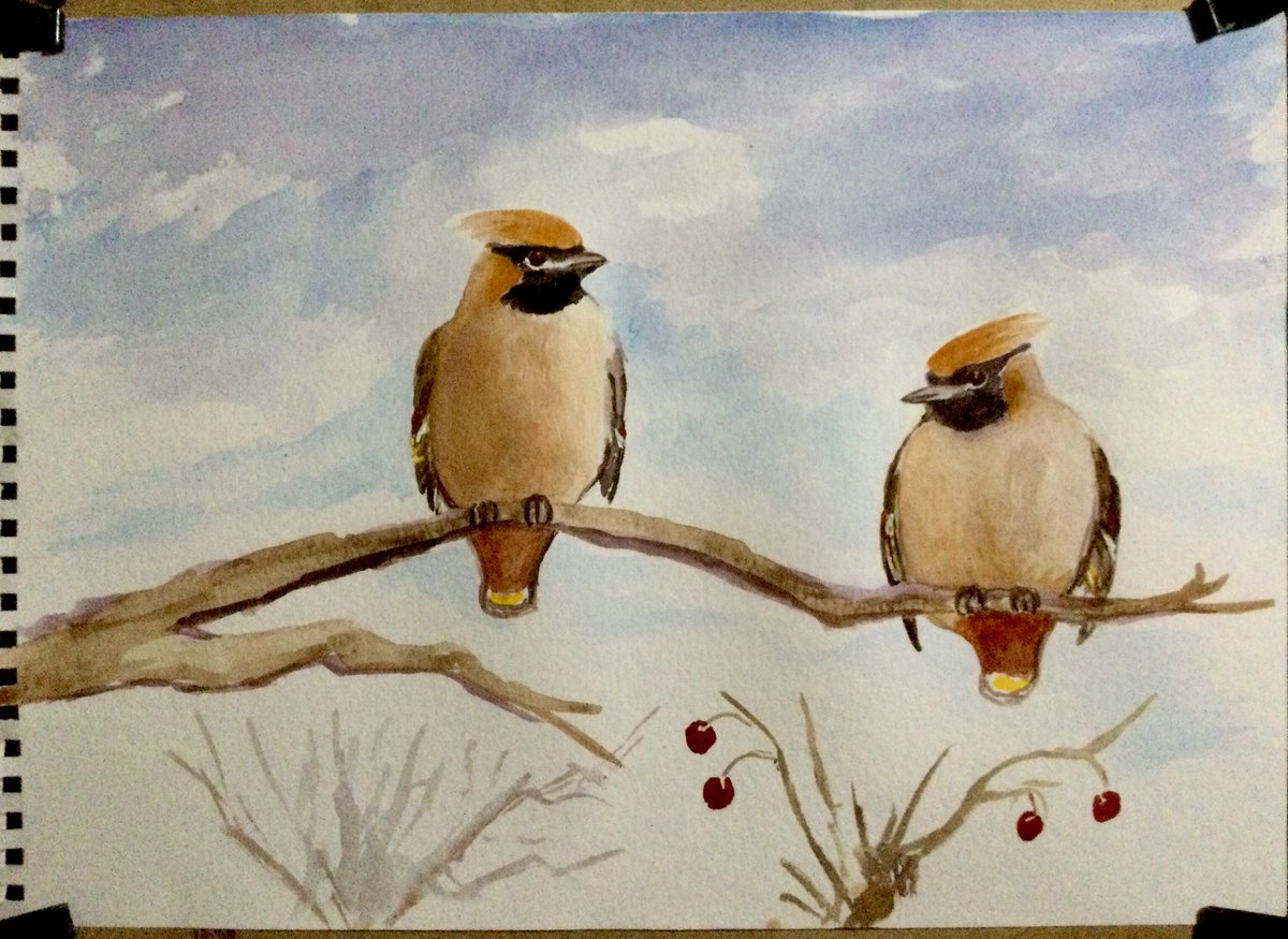 More watercolour Waxwing musings,  ‘couldn’t eat another thing !’ Such watchable, beautiful birds 😎 Cheers all  🍻 #mycreativeweek